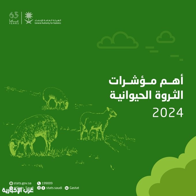 "الإحصاء": إنتاج الدجاج اللاحم في المملكة يرتفع إلى 1.3 مليون طن خلال عام 2024م