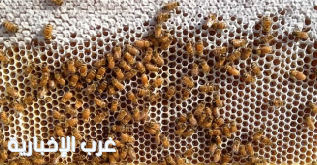 «الإرشاد الزراعي»: 10 توصيات لمربي النحل