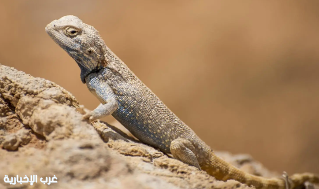 الزواحف تعزز التوازن البيئي في منطقة الحدود الشمالية