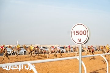 كأس وزارة الرياضة للهجن ينطلق اليوم في الرياض بجوائز تتجاوز 10 ملايين ريال
