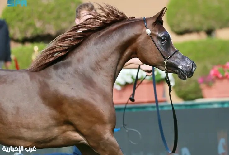 تألّق الأمهار والمهرات يميز منافسات العرض الدولي الثامن لجمال الخيل العربية تألّق الأمهار والمهرات يميز منافسات العرض الدولي الثامن لجمال الخيل العربية