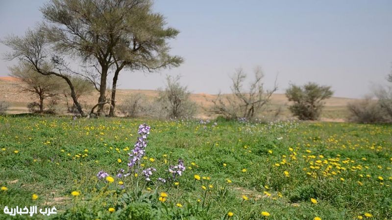 ضبط مخالف تعدّى على محمية التيسية وشرع في الصيد.. وإحالته للنيابة العامة