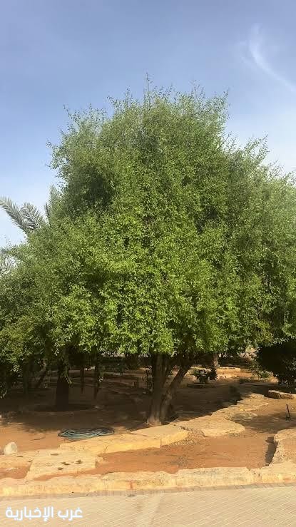 أشجار السدر في جازان.. ذاكرة الطبيعة وصمود يمتد لعقود أشجار السدر في جازان.. ذاكرة الطبيعة وصمود يمتد لعقود