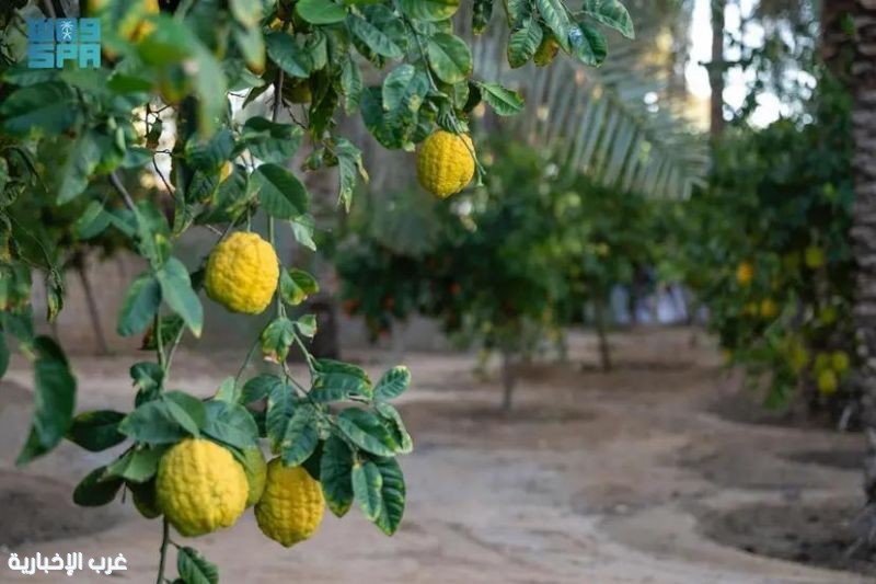 الترنج الشتوي في الجوف.. نكهة تقليدية تزين الموائد والمجالس الترنج الشتوي في الجوف.. نكهة تقليدية تزين الموائد والمجالس