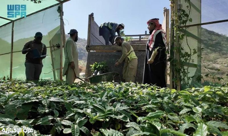 مركز البن السعودي يعزّز مهارات مزارعي جازان بالتقنيات الحديثة لصناعة القهوة مركز البن السعودي يعزّز مهارات مزارعي جازان بالتقنيات الحديثة لصناعة القهوة
