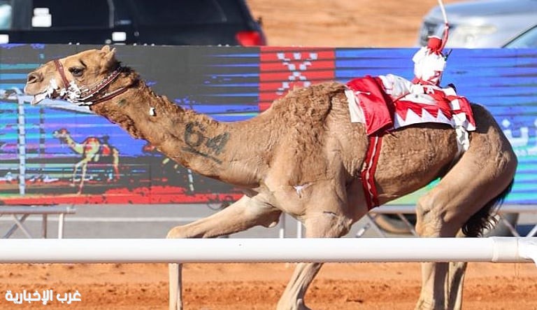 جائزة الملك عبدالعزيز لسباقات الهجن تكشف أسماء الفائزين بالمراكز الأولى