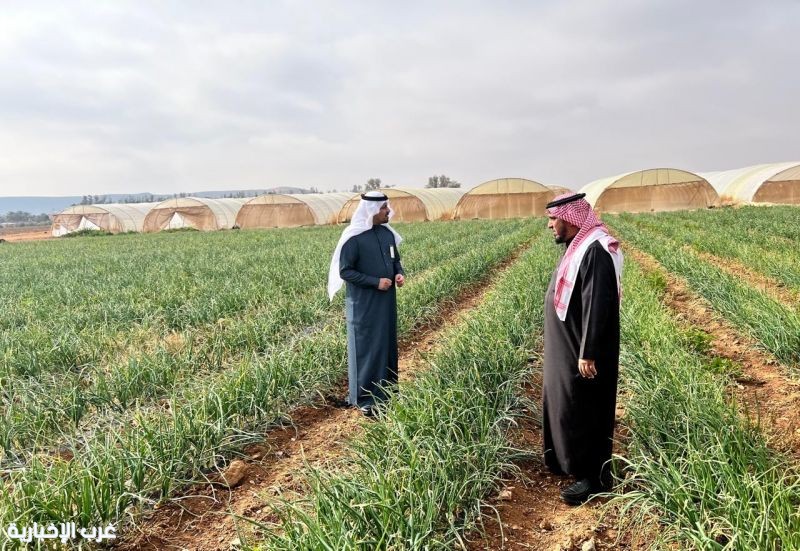 مدير مكتب الوزارة بمحافظة دومة الجندل يزور المشاريع الزراعية ويطلع على البيوت المحمية لإنتاج الخضار مدير مكتب الوزارة بمحافظة دومة الجندل يزور المشاريع الزراعية ويطلع على البيوت المحمية لإنتاج الخضار