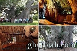 صور/ مقهى داخل شجرة مجوفة عمرها 6000 سنة قبل الميلاد!