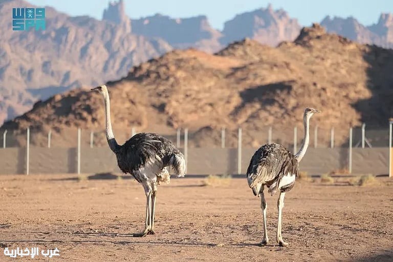 بعد غيابٍ تجاوز قرنًا.. محمية الأمير محمد بن سلمان الملكية تنجح في إعادة توطين طائر الجمل بعد غيابٍ تجاوز قرنًا.. محمية الأمير محمد بن سلمان الملكية تنجح في إعادة توطين طائر الجمل
