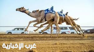 ميدان الهجن بنجران يختتم سباق «الحقايق» ويكشف أسماء الفائزين