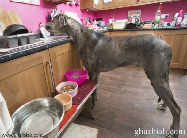  أضخم كلب في العالم يستعد لدخول "جينيس"!  " فيديو + صور "