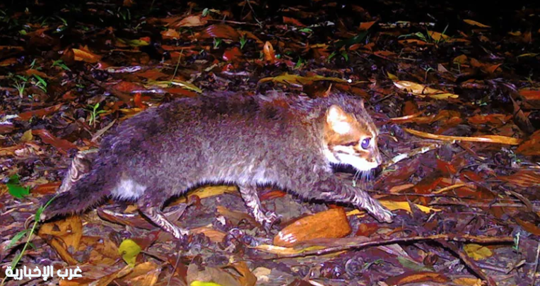 كاميرات محمية تايلاندية ترصد للمرة الأولى منذ (3) عقود قطًا مسطح الرأس