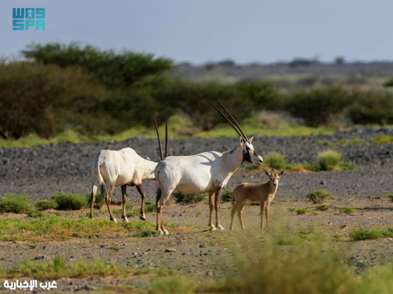 مركز الحياة الفطرية يشارك في اليوم الخليجي للحياة الفطرية 2025 ويؤكد التزامه بصون التنوع الأحيائي