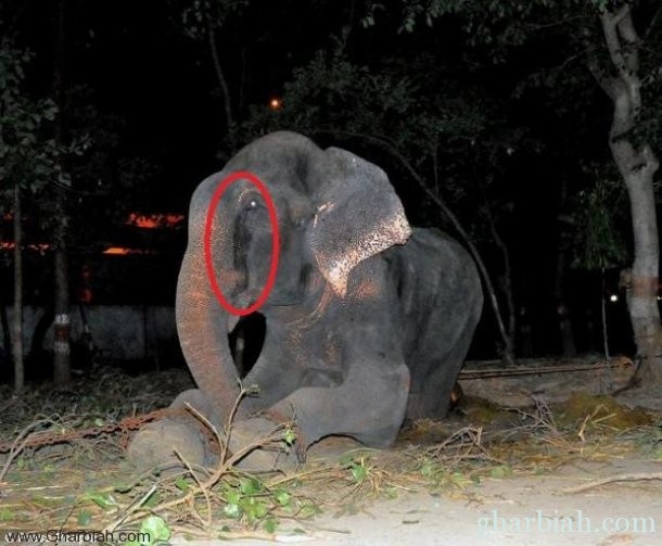 بالصور: فيل يبكي بعد تحرره من التعذيب والظلم لـ 50 عاما!