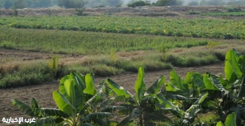 مركز خدمات المزارعين بالعلا ينفذ عدة برامج تدريبية خلال شهر يناير مركز خدمات المزارعين بالعلا ينفذ عدة برامج تدريبية خلال شهر يناير