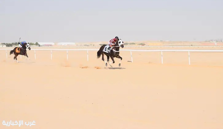 ميدان فروسية الأحساء يقيم الحفل العاشر لسباقات الخيل بسبعة أشواط