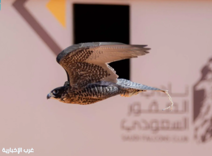تتويج 12 محترفًا دوليًا بكؤوس الملك عبدالعزيز في مهرجان الصقور 2025