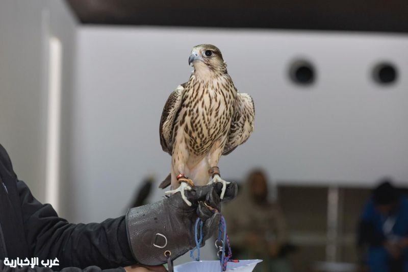 تتويج نخبة المحليين في 12 كأسًا بمهرجان الملك عبدالعزيز للصقور 2025