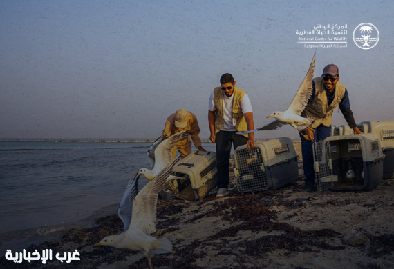 المركز الوطني لتنمية الحياة الفطرية يطلق 63 طائرًا بحريًا في كورنيش جدة المركز الوطني لتنمية الحياة الفطرية يطلق 63 طائرًا بحريًا في كورنيش جدة