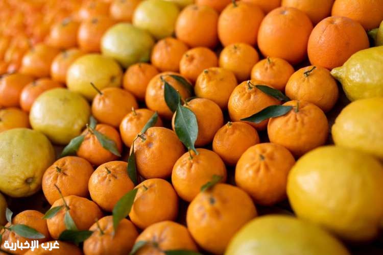 الهيئة الملكية لمحافظة العُلا تُطلق  موسم العُلا للحمضيات بحله جديده