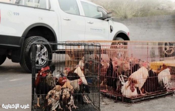 فرع وزارة البيئة بالرياض يعلن عن مزاد لبيع 107 أنواع من الدواجن
