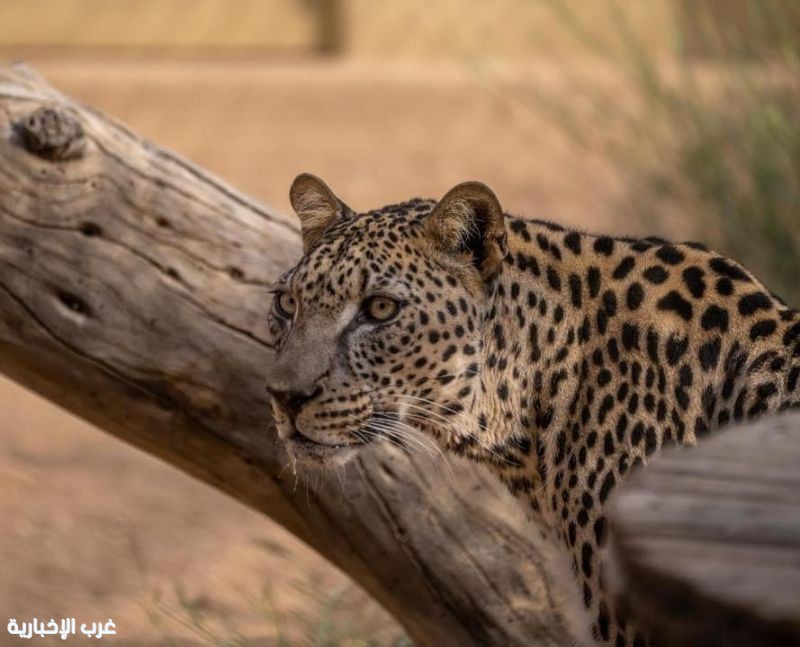 العُلا تحتفي باليوم العالمي للنمر العربي تحت شعار «رحلة أمل»