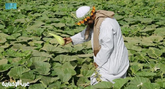 القطاع الزراعي في جازان.. وفرة في المحاصيل ودعم مستدام لتعزيز الأمن الغذائي