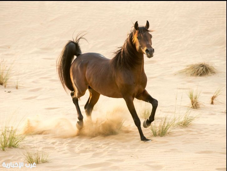 من الصحراء إلى المنصات العالمية.. الخيل العربي يعكس عمق التراث السعودي من الصحراء إلى المنصات العالمية.. الخيل العربي يعكس عمق التراث السعودي