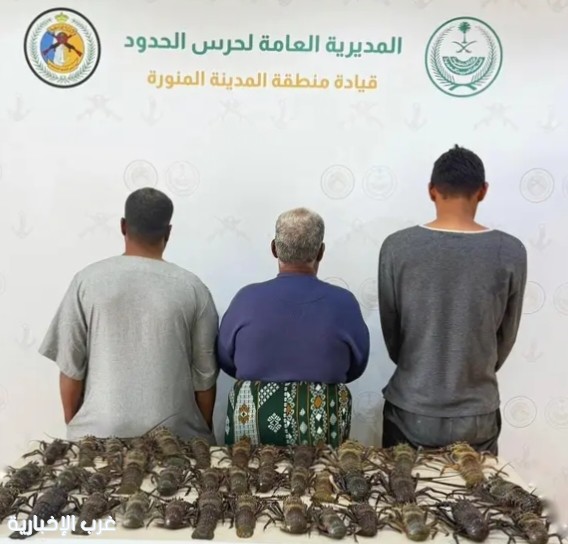 مخالفو الصيد غير القانوني في ينبع تحت إجراءات حرس الحدود