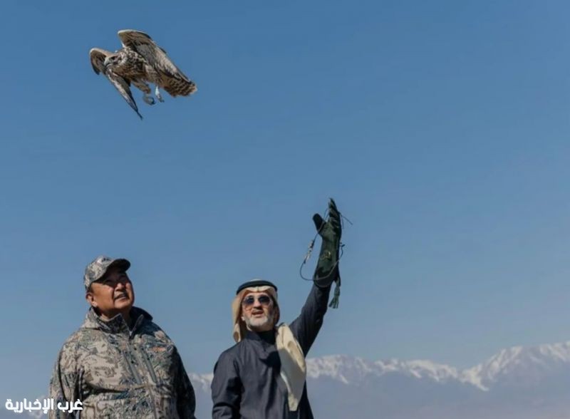 السعودية تطلق صقوراً نادرة في كازاخستان لدعم الأنواع المهددة بالانقراض