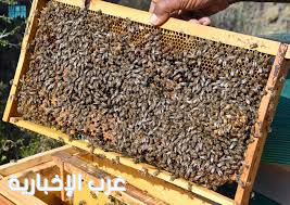 عسير.. ورشة لتربية ملكات النحل تعزز إنتاجية العسل وفق أفضل الممارسات العالمية عسير.. ورشة لتربية ملكات النحل تعزز إنتاجية العسل وفق أفضل الممارسات العالمية
