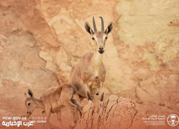 «الحياة الفطرية»: ولادة أول وعل بمحمية الوعول في 2026