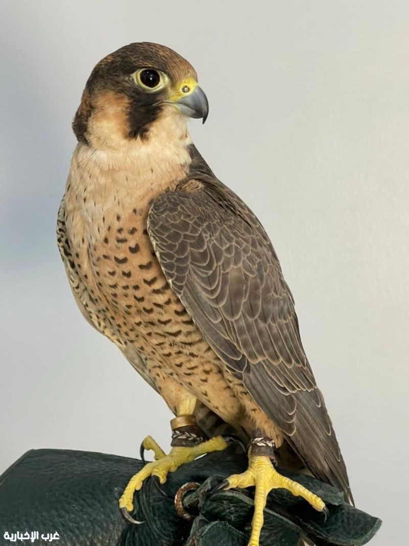 إنجاز سعودي يفك الشفرة الوراثية للصقور ويعزز صونها عالمياً