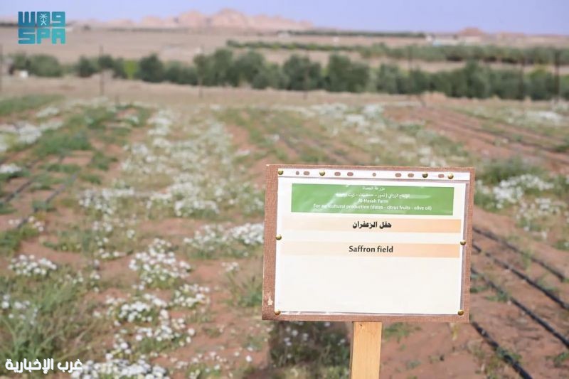 العُلا تتألق بزراعة الزعفران.. منتج سعودي بتصنيف عالمي يعزز الاستدامة الزراعية