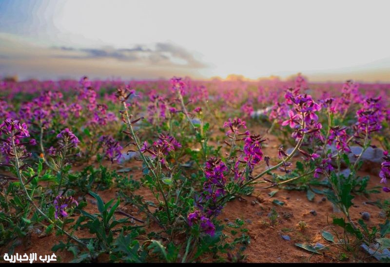 "الغطاء النباتي" يوقع عقودًا استثمارية لتطوير 3 متنزهات وطنية بمساحة تتجاوز ٢١ مليون متر مربع