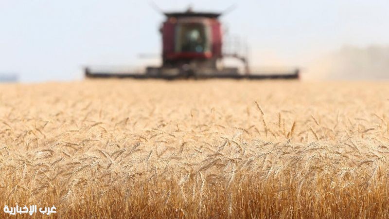 الأمن الغذائي تعلن طرح مناقصة لاستيراد 710 آلاف طن قمح لتعزيز المخزونات الاستراتيجية