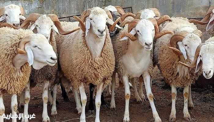 الأضحية شعيرة إيمانية تعززالتكافل في موسم الحج