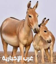 تسجّل ولادة أحد أندر الحيوانات في العالم لأول مرة منذ أكثر من 100 عام في المملكة العربية السعودية