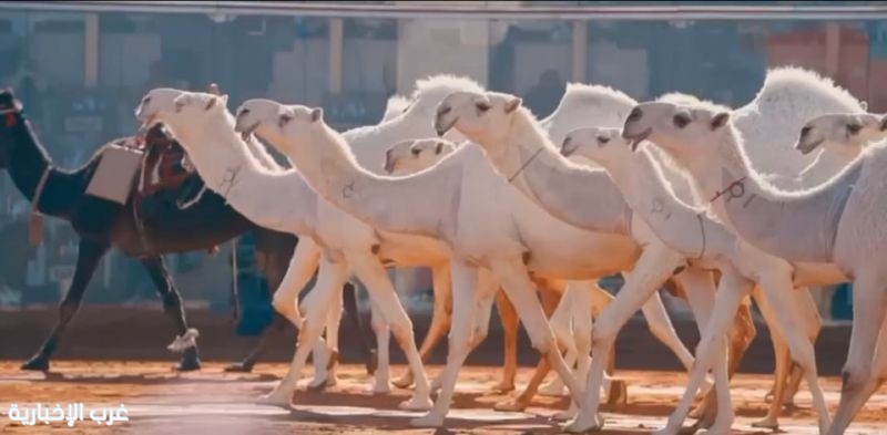 في خطوة هي الأولى من نوعها.. نادي الإبل يستحدث تصنيفات جديدة لأشواط "البيرق" و"سيف الملك