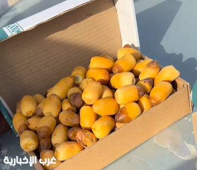 بواكير "فاكهة الرطب" بالأحساء.. وفرة وجودة المحصول بالأسواق بواكير "فاكهة الرطب" بالأحساء.. وفرة وجودة المحصول بالأسواق