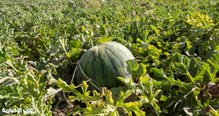 إنتاج أكثر من 120 ألف طن من البطيخ يعزز مكانة الجوف الزراعية إنتاج أكثر من 120 ألف طن من البطيخ يعزز مكانة الجوف الزراعية
