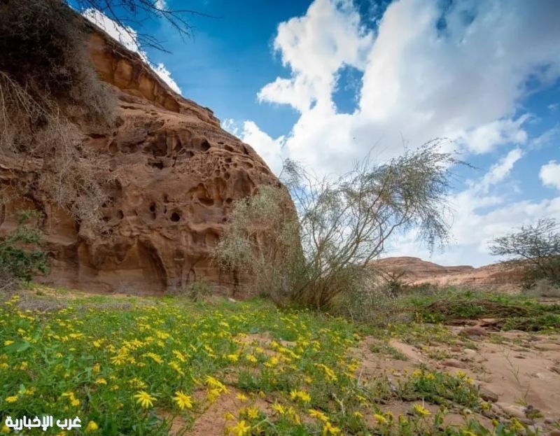 العُلا.. نموذج عالمي لاستعادة الغطاء النباتي ومكافحة التصحر