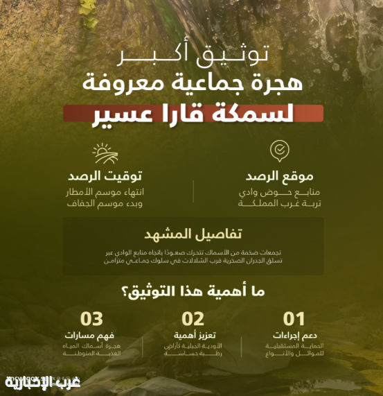 "مركز الحياة الفطرية" يوثّق أكبر هجرة جماعية معروفة لسمكة قارا عسير في المملكة