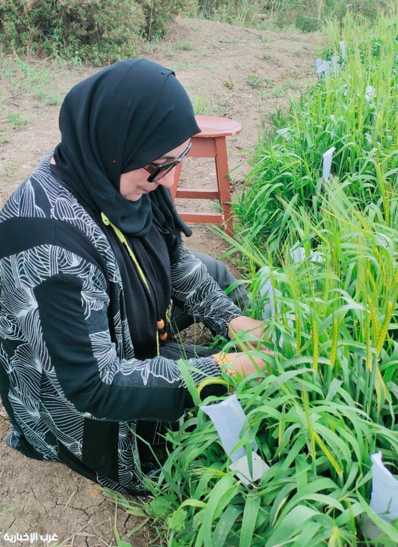 مصر: "أ.د. سماح مرعي.. قامة علمية تكسر الحواجز وتتصدر التصنيفات الدولية في تربية الشعير مصر: "أ.د. سماح مرعي.. قامة علمية تكسر الحواجز وتتصدر التصنيفات الدولية في تربية الشعير