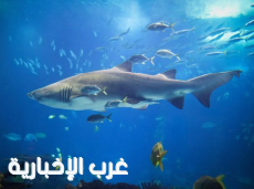 اليوم العالمي لسمك القرش.. "شِعب حبيل" بالليث يكشف أهمية قرش الحوت في صحة البحر الأحمر