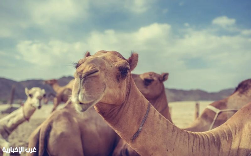 "البيئة" تحث المشاركين في مهرجانات الإبل على الالتزام بأنظمة الرفق بالحيوان تجنبًا للمخالفات والعقوبات