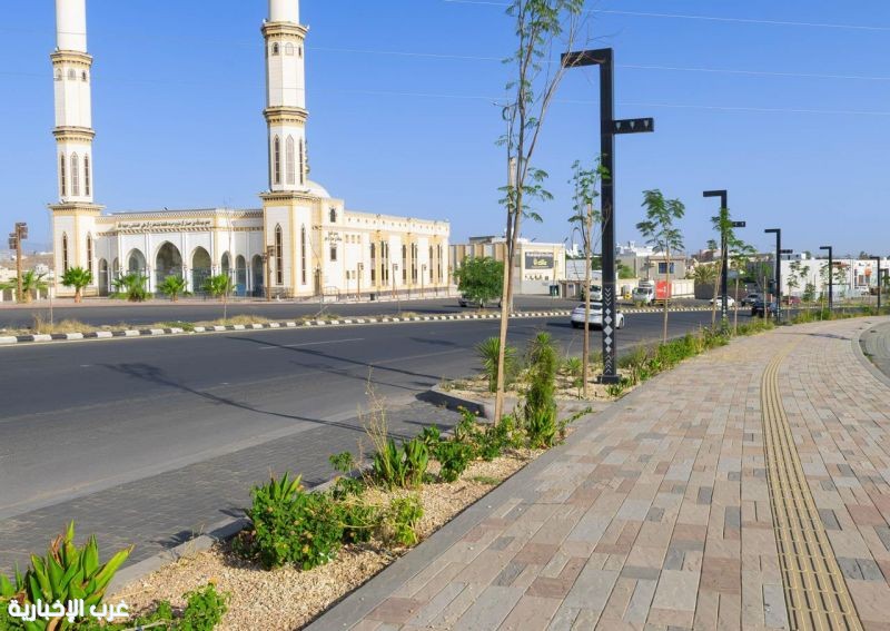 أكثر من 1400 شجرة بونسيانا وجاكرندا تزين طريقي المحالة والأمير سلطان ضمن مشاريع أنسنة أمانة عسير