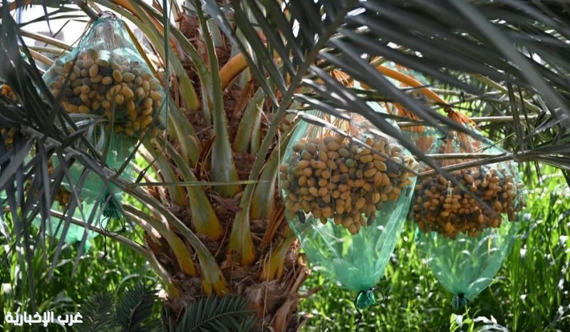 تمور نجران تنعش الأسواق مع انطلاق موسم الحصاد.. و«البياض» يتصدر الطلب