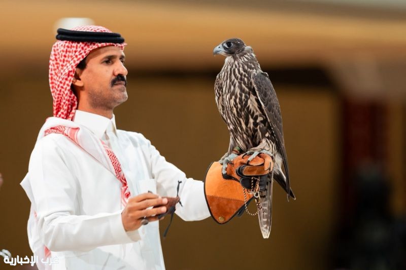 من الجير إلى الشاهين.. خصائص تميز أنواع الصقور في المزاد الدولي لمزارع إنتاج الصقور