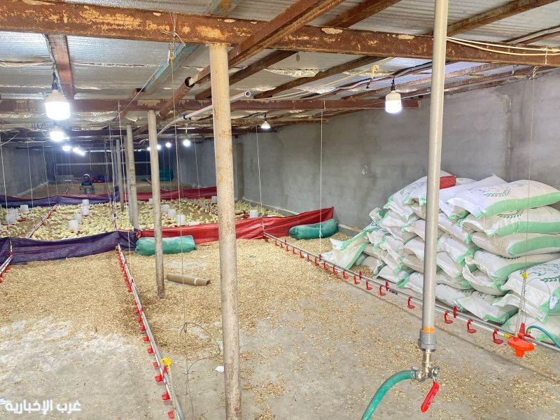ضبط مزرعة دواجن تفتقر للإشتراطات الصحية والبيئية بالجموم